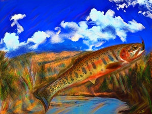 Western Cutthroat trout