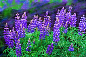 Lupine